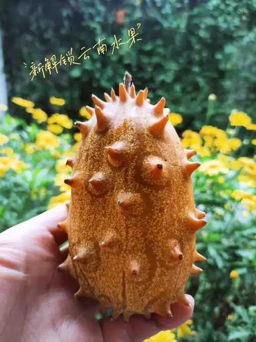 我在云南吃到的稀奇古怪的水果