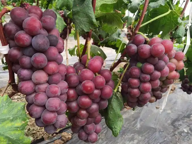 跟乒乓球一样大的葡萄你吃过吗