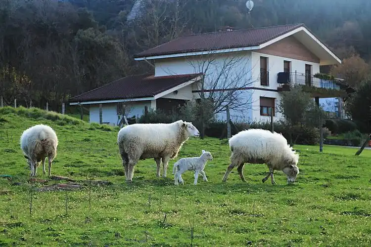 草地上的四只羊