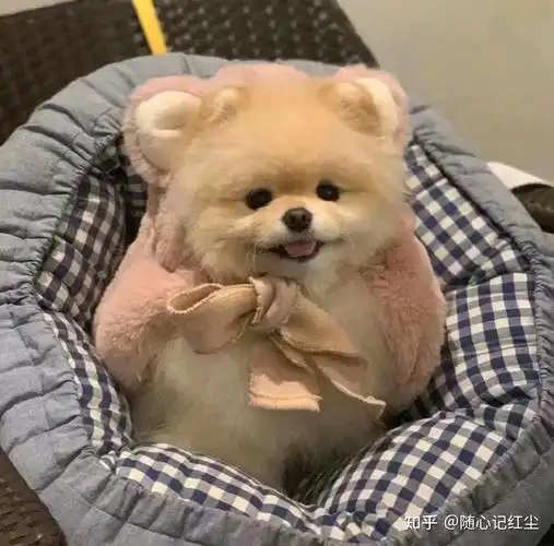 可爱狗狗头像#萌宠 - 知乎