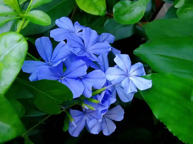 蓝花丹开着淡蓝色的花,就像美丽的蓝色精灵.