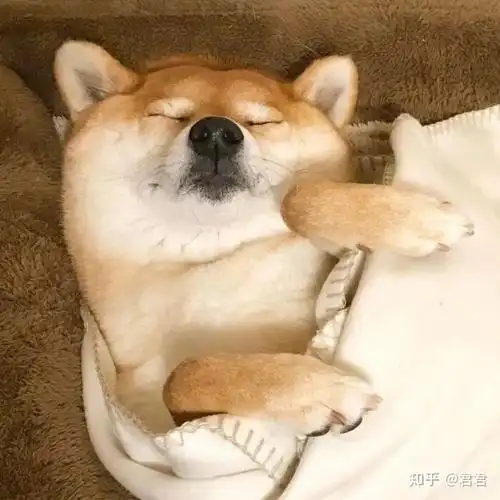 狗子头像|可爱又憨憨的狗子头像|奶凶奶凶可爱情侣狗子头像