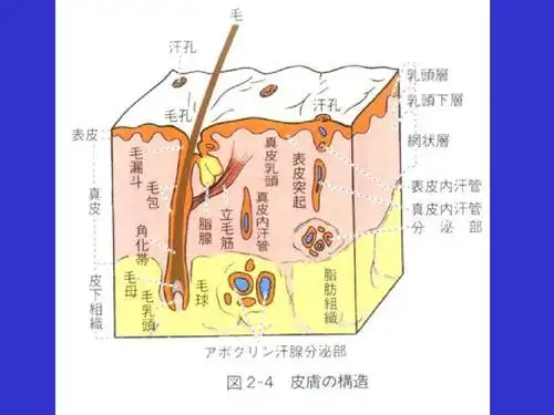 皮肤的结构和功能ppt