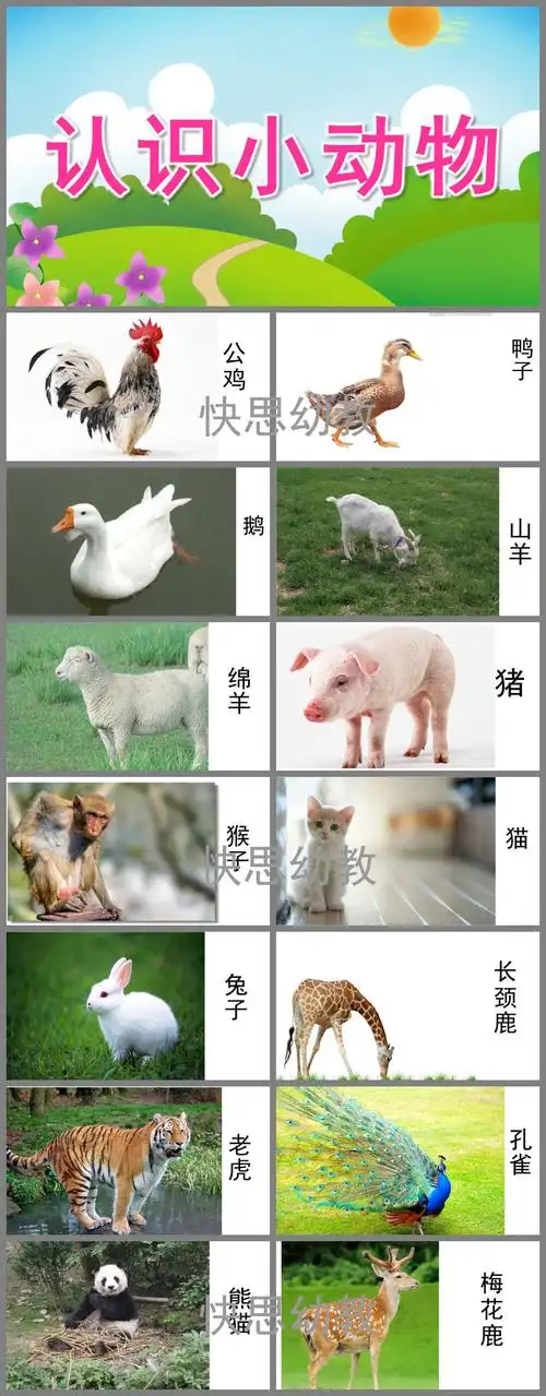 幼儿园活动认识小动物ppt课件教案