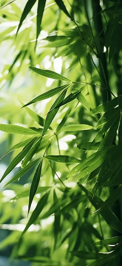 "小清新竹林"  cr:未知|#风景壁纸