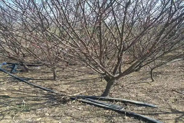 美人梅3公分批量发货