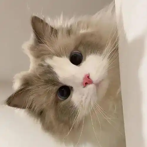 头像| 高冷酷酷363436373039气质头像 676767