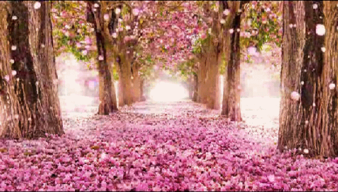 【gif-动图】— 用抠抠视频秀生成的gif动画(桃花素材)