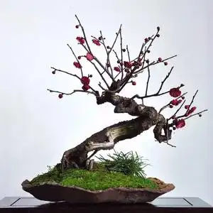 原生重瓣梅花老桩红梅盆景骨里红朱砂红绿萼小品日本进口长寿梅