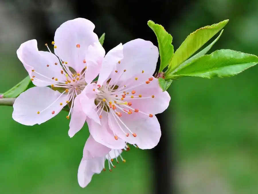 【桃花摄影图片】生态摄影_太平洋电脑网摄影部落