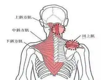 肌:位于颈项两侧,肌肉上部位于胸锁乳突肌深侧,下部位于斜方肌的深面