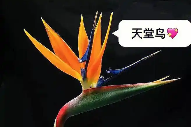 天堂鸟的花语是爱的等待,自由潇洒,思念等.