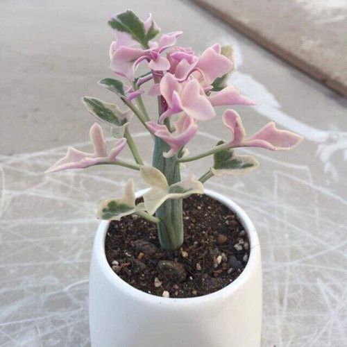 多肉植物室内防辐七宝树仙人稀有品种罕见精品多肉植物