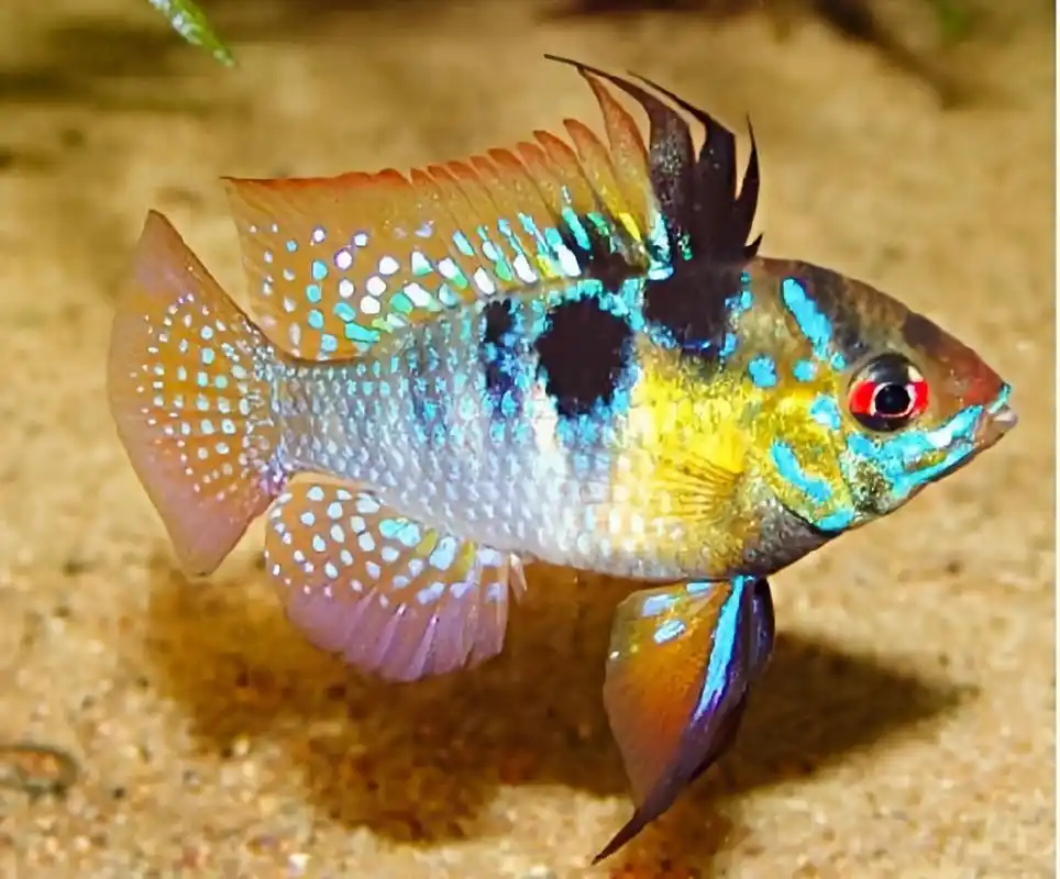 每天认识一种动物——玻利维亚凤凰鱼 玻利维亚凤凰又名帝王宝石,袖珍