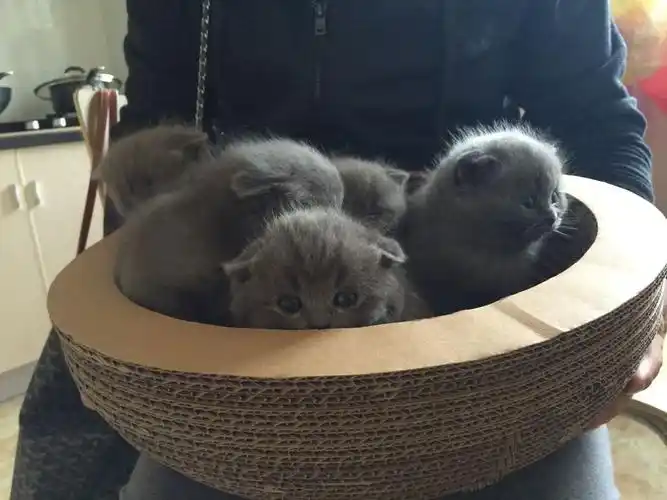 我有16只波斯蓝猫