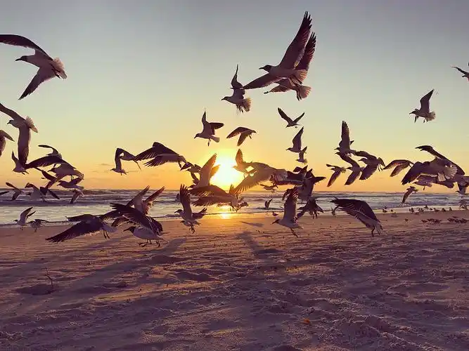 日出时的海鸥群图片