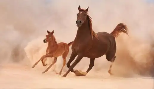 匹母马和马驹图片