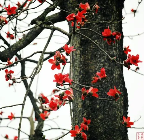 广州木棉花