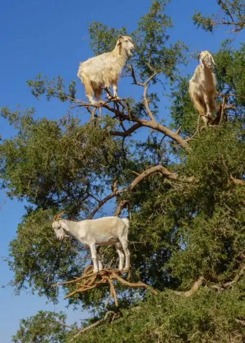 全世界的山羊都上山,但在摩洛哥旅行却遇到了"羊上树"这个地方