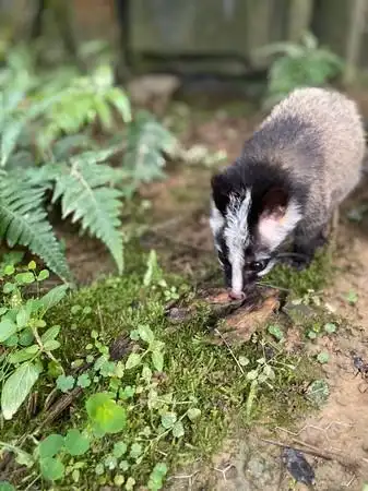 白鼻心宝宝4个月长成「亚成体」 野化训练助它适应大自然
