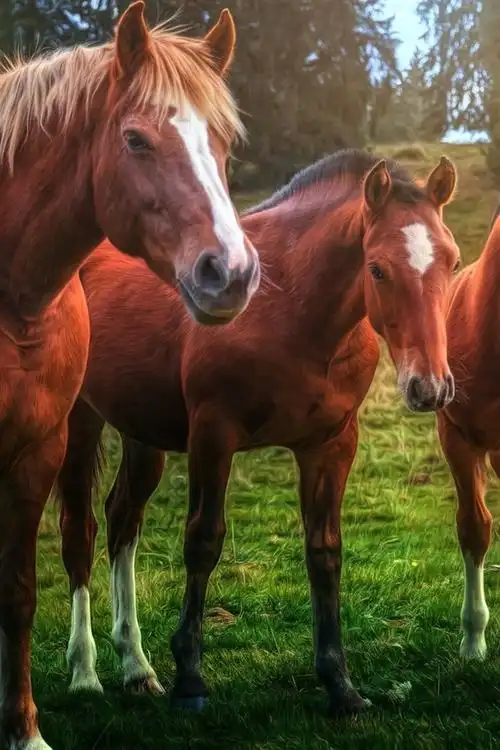 三匹棕色的马,草地 iphone 壁纸