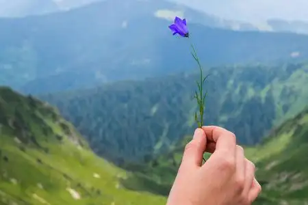 女手山背景着一朵花.水平框架照片