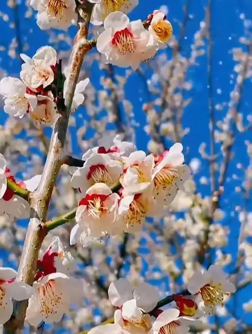 娱乐治愈风景:梅花雪花天寒雪飞,唯愿你安,遥远问候