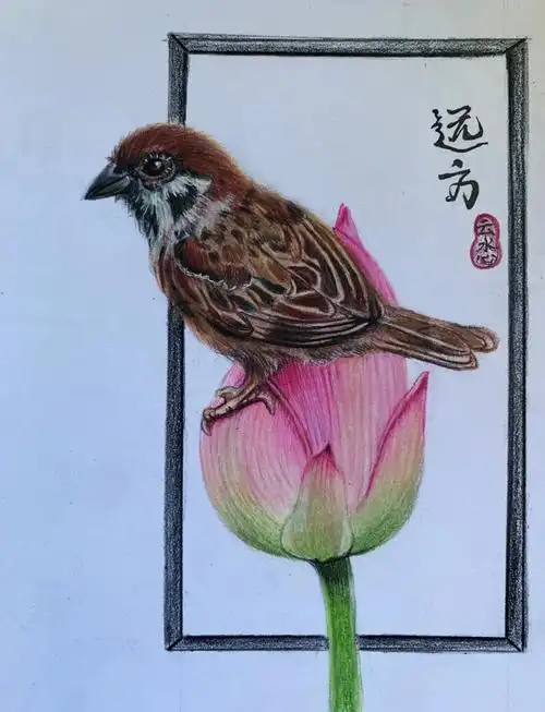 彩铅手绘夏日荷花麻雀