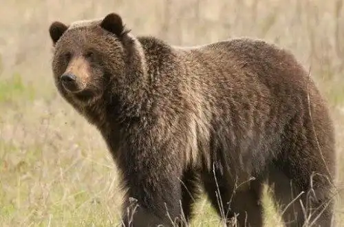 世界上最大的熊科迪亚克棕熊最大可达3米多高1600斤重