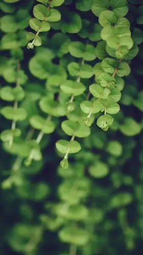 绿色护眼高清手机壁纸,开机即自然,专属你的护眼模式