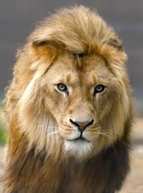 祥禽瑞兽也讲竞争上岗:都是百兽之王,凭什么狮子就比老虎高级?