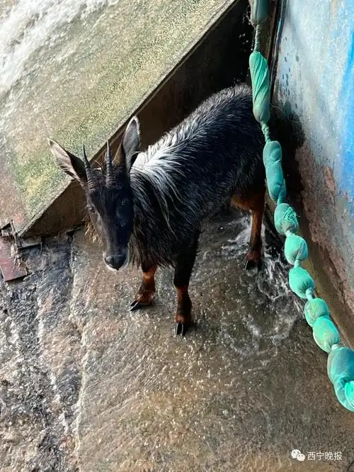 西宁市区惊现"四不像"