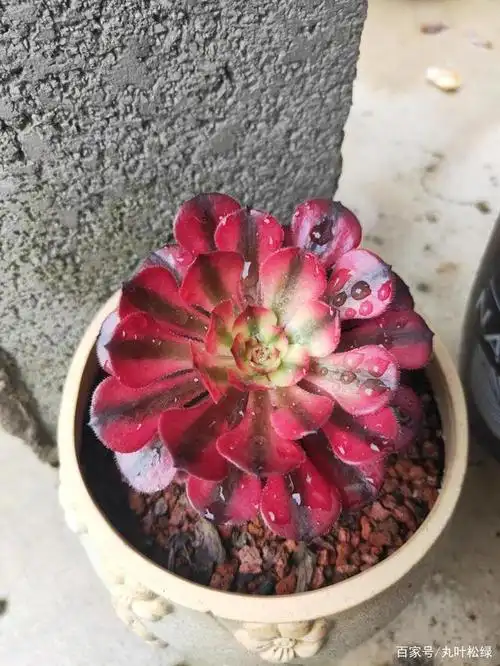 红颜法师变样了