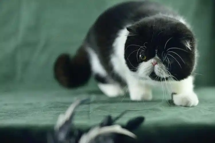 可爱加菲猫呆萌壁纸_超可爱的小猫咪