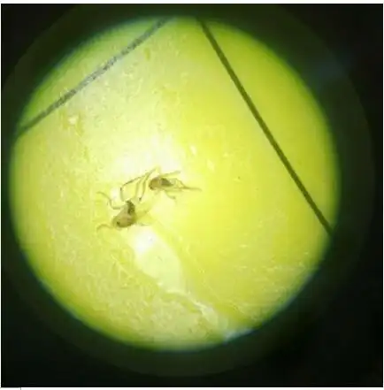 pco智斗工厂"小苍蝇"——蚤蝇