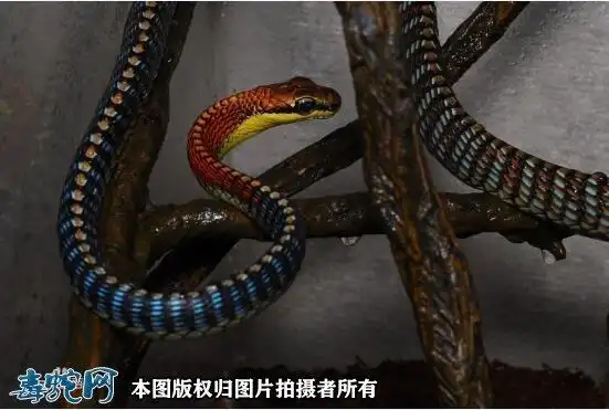 柯普斯坦氏过树蛇柯普斯坦氏过树蛇资料图片品种简介