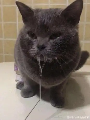 看看这只蓝猫,这口水,是真正做到了垂涎三尺呀~到底是什么美味,能够让