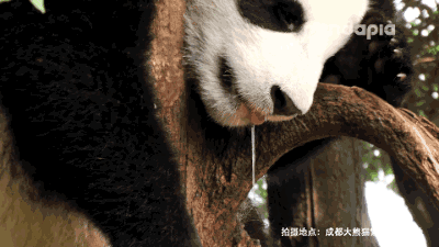 垂涎三尺,非一日之馋!