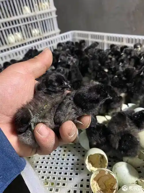 五黑鸡苗 五黑鸡绿壳蛋鸡正品五黑鸡优良品种包疫苗包路损