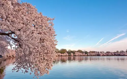 樱花开花粉红色的池塘高清壁纸1600x900分辨率查看