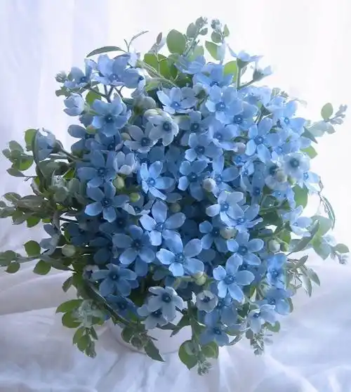 什么东西是蓝色的(什么花是蓝色的)