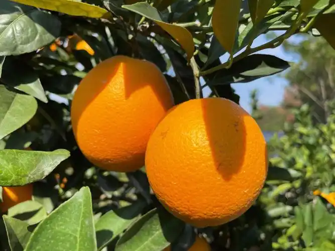 好吃的大橙子明天发货啦