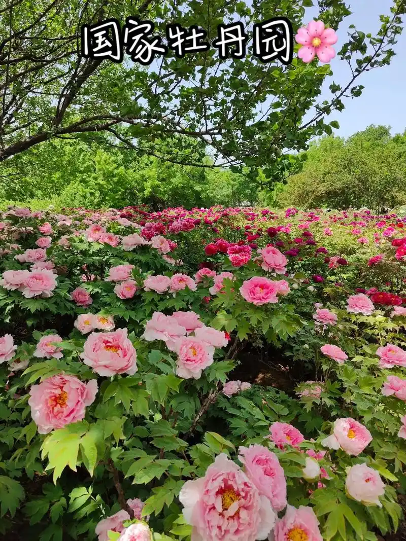 今天依次去了洛阳四大牡丹公园 - 抖音