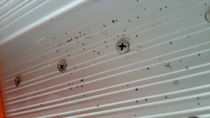 这些是蟑螂粪便吗 如果是的话该怎么处理 是在墙上碗筷架发现的