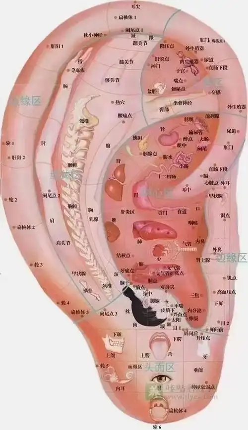 第一:揉耳垂,健脑养颜; 第二:掏耳朵养五脏; 第三:揉耳朵 - 抖音