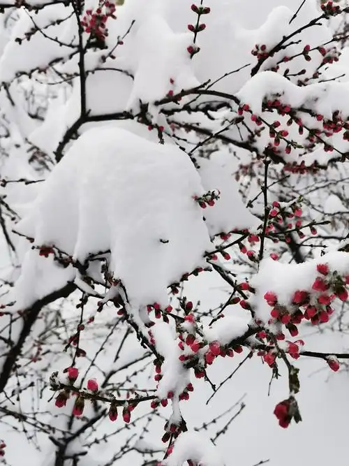 傲雪寒梅(二)—白文弟摄影作品选
