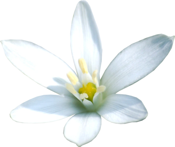 【转载】【免抠透明素材:花朵类2(20)个】(编辑/天马行空)