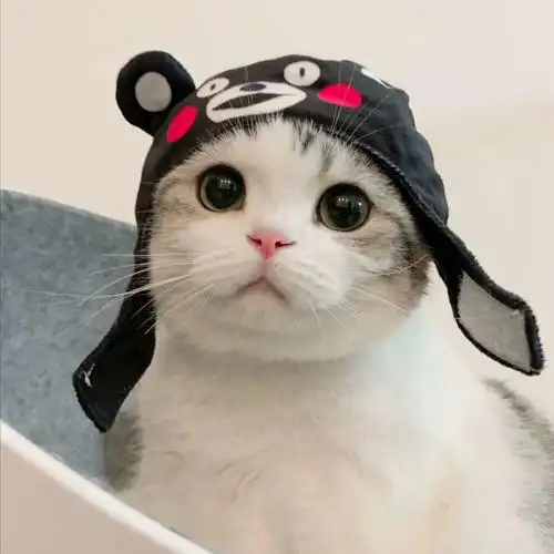 萌宠头像猫咪头像可爱