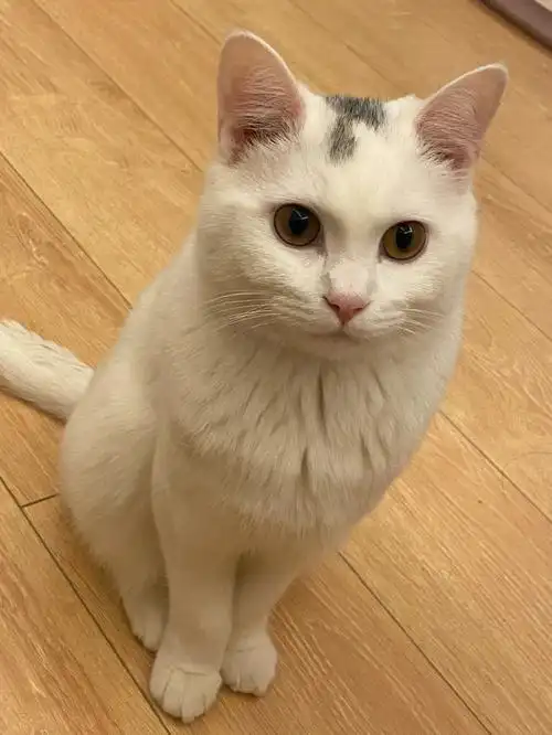 养了7个月突然感觉这是不是中华白猫