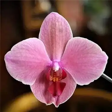 适合永久做头像的图片花草_微信头像_头像屋